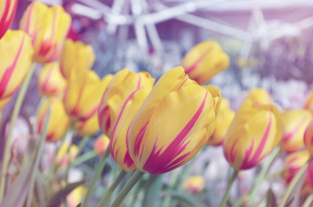 Dutch Tulips flowers