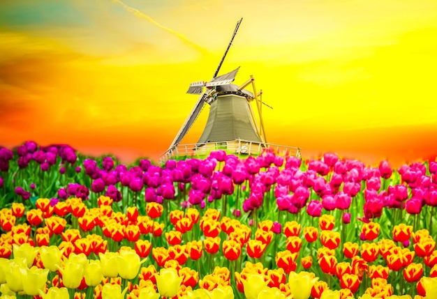 Dutch windmill over tulips field