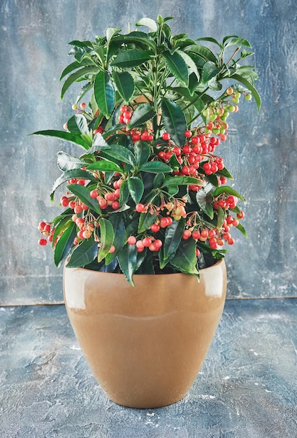 Dwarf Burford Holly growing in flower pot on blue concrete