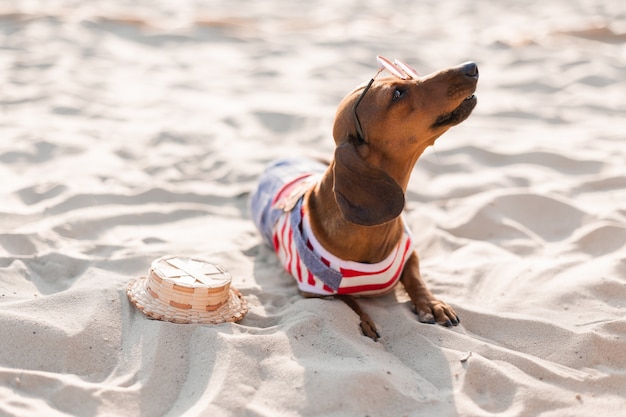 Dwarf dachshund in a striped dog jumpsuit sunglasses and a straw hat is sunbathing on a sandy beach