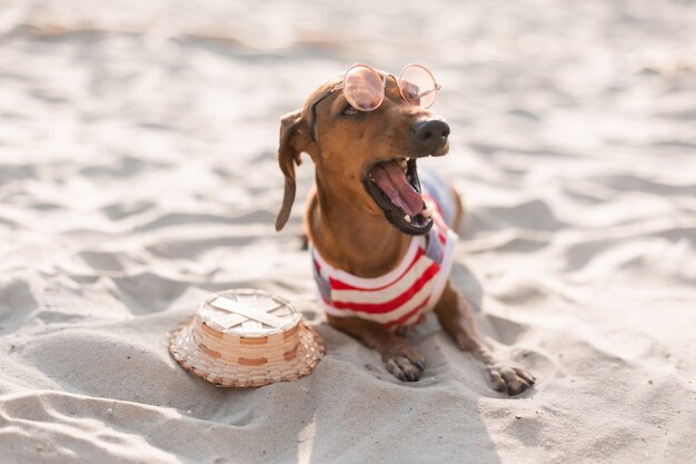 Dwarf dachshund in a striped dog jumpsuit sunglasses and a straw hat is sunbathing on a sandy beach