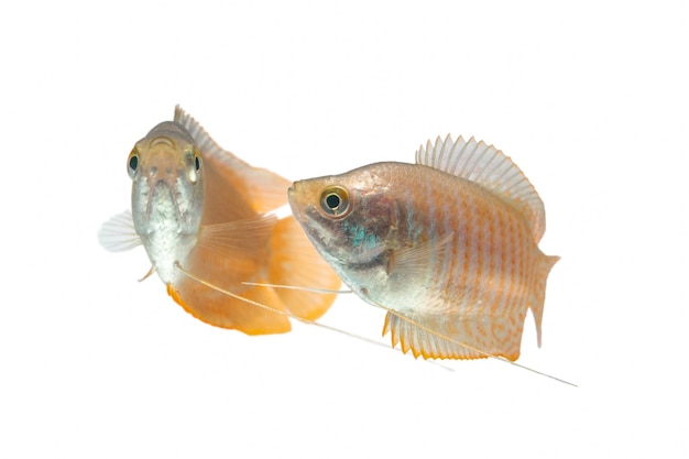 Dwarf gourami fish on white background