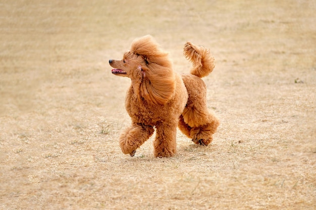 Dwarf peach poodle runs for a walk