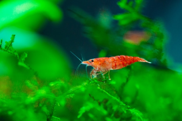 Dwarf shrimp on leaf in fresh water aquarium tank