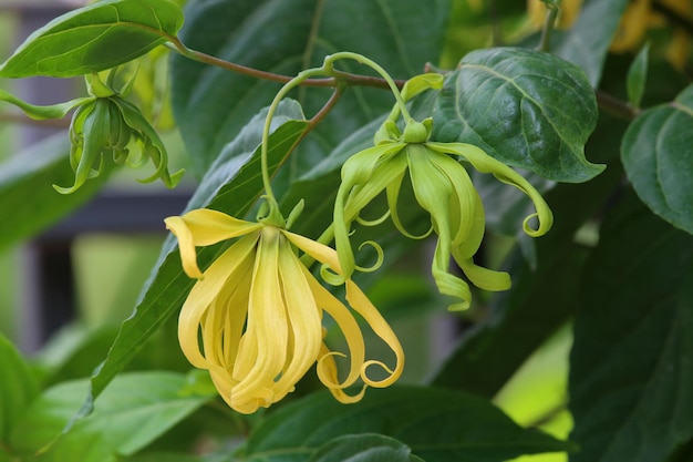 Dwarf ylang-ylang flower blooming in the garden.