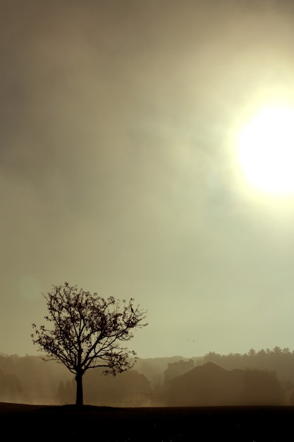 A dying tree is silhouetted by smoky yellow light