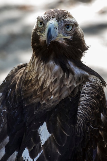 eagle brown plumage and pointed beak