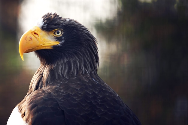 Eagle close up portrait