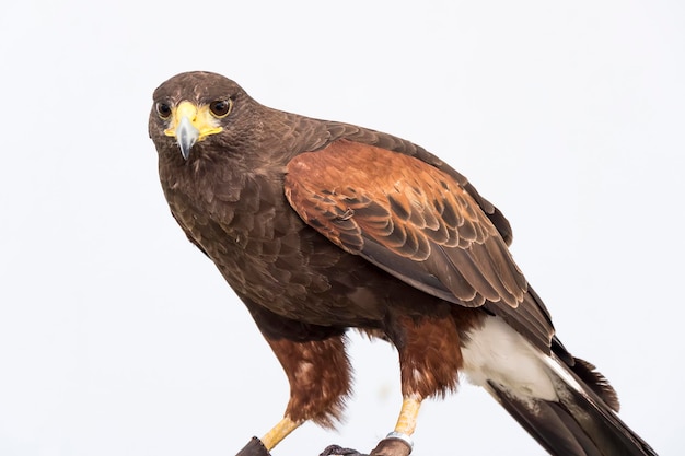 Eagle closely watching intently