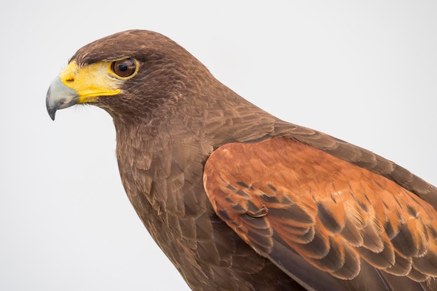 Eagle closely watching intently