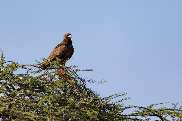 An eagle in the crown of a tree