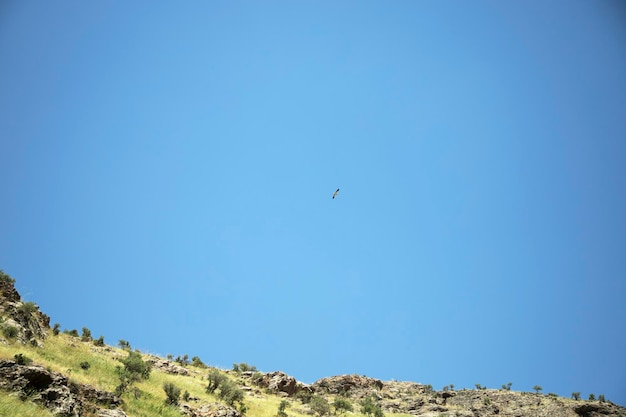 Eagle flies over the steppe