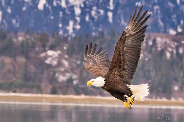 An eagle flying low over a body of water with mountains in the background