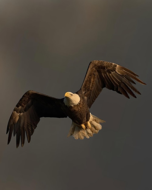 Photo an eagle flying in the sky with a gray background