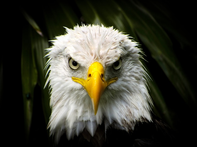 Eagle gaze