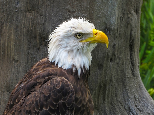 Eagle in the nature