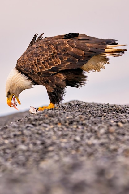 Eagle perched on tree trunk with birds on rock