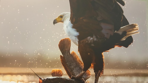 Photo eagle in the wild