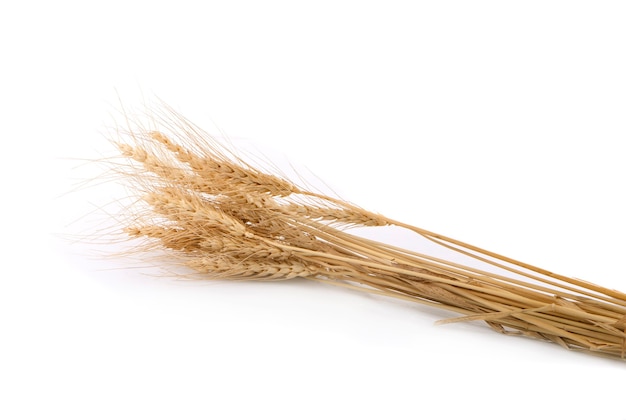 Ear of barley isolated on a white surface