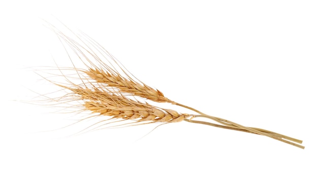 Ear of barley on white background