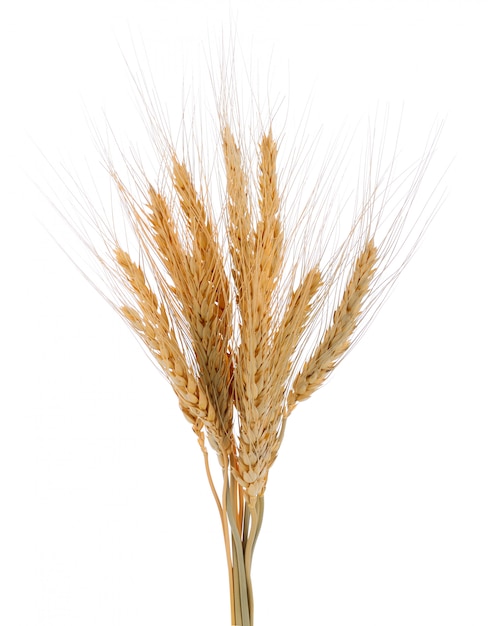 Ear of barley on white background