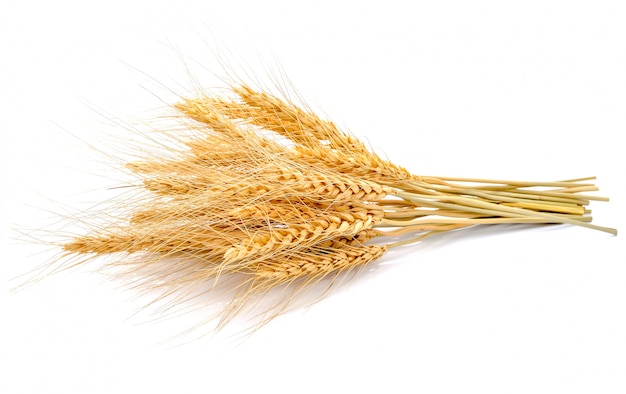 Ear of barley on white