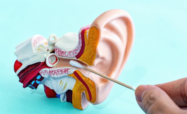 Ear cleaning with cotton swabs Anatomical Ear Model