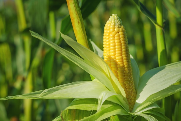 Ear of corn in a corn field in summer before harvest.