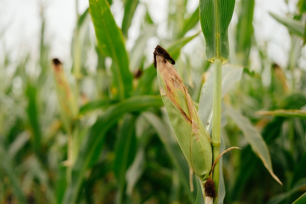 Ear of green corn in the field