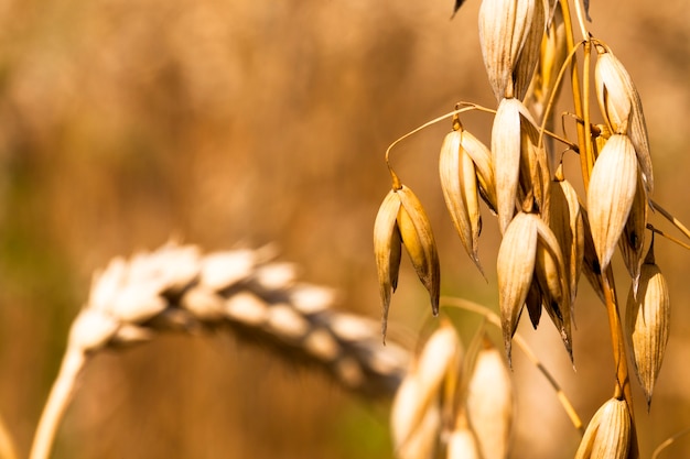 ear of oats