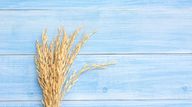 Ear of paddy (dry Thai rice) on a blue wooden table.