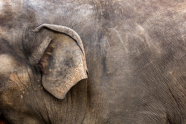 Ear and part of the body of a large elephant Skin texture