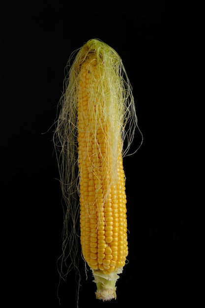 Ear raw ripe corn dark background closeup