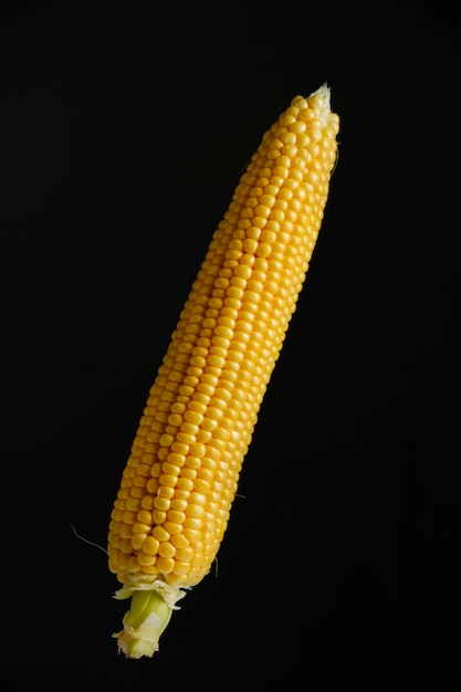 Ear raw ripe corn dark background closeup