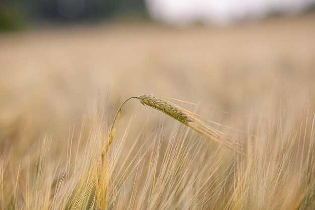 An ear of rye or wheat in the field. rye meadow moving on the wind, close-up, selective focus.