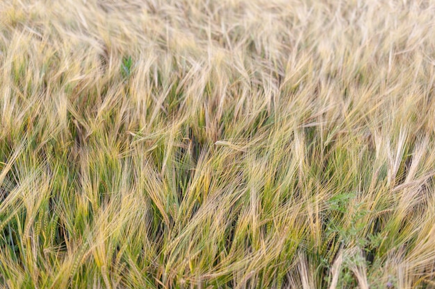 An ear of rye or wheat in the field. rye meadow moving on the wind, close-up, selective focus.