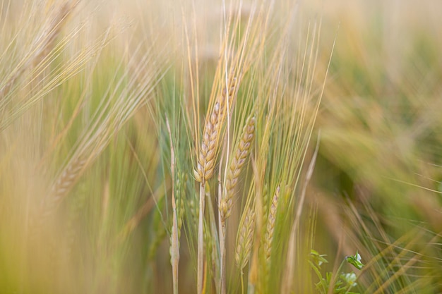 An ear of rye or wheat in the field. rye meadow moving on the wind, close-up, selective focus.