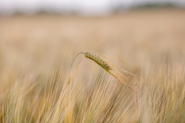 An ear of rye or wheat in the field. rye meadow moving on the wind, close-up, selective focus.