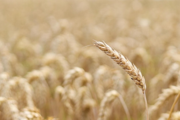 An ear of wheat on a blurred background of a wheat field Food crisis Harvesting Copy space