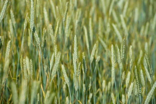 Ear of wheat field detail