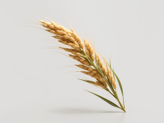 Ear of Wheat Spikelet Isolated on Transparent Background