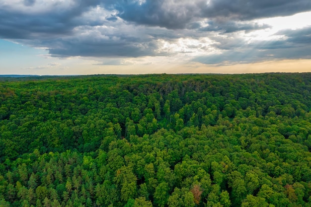 Early autumn in forest aerial top view mixed forest green conifers deciduous trees with yellow leave