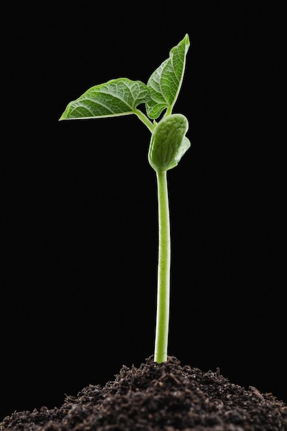 Early green shoots of beans from soil.