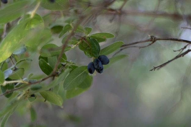 Early lowbush blueberry ripening blueberry fruit closeup