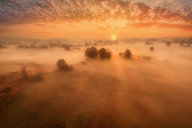 Photo early misty dawn in autumn in yellow tones on a meadow with trees fog swirls over the meadow  an aut...