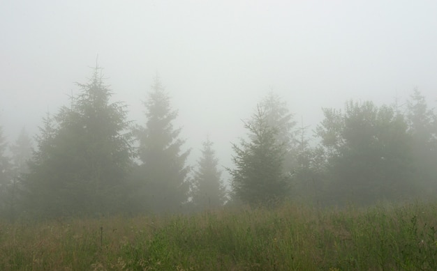 Early misty morning in Carpathians