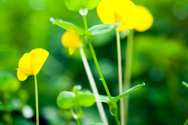 Early morning dewdrops fresh green creeping peanuts flowers