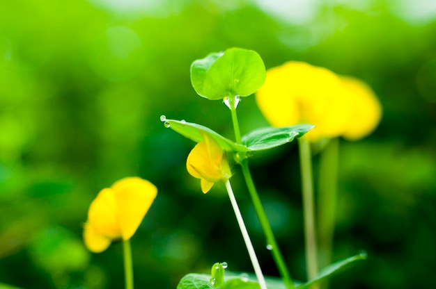 Early morning dewdrops fresh green creeping peanuts flowers