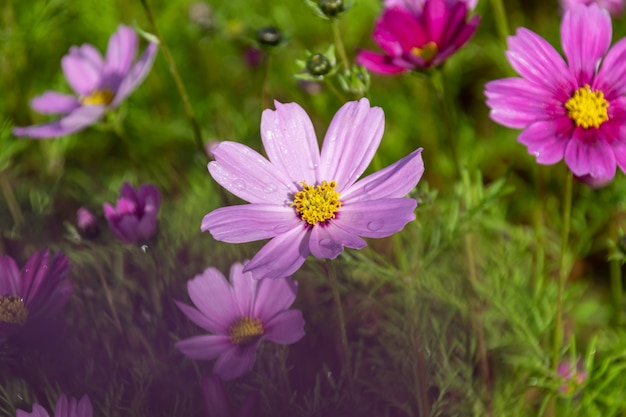 Early in the morning, the flowers of Persian chrysanthemums of all colors carry dew