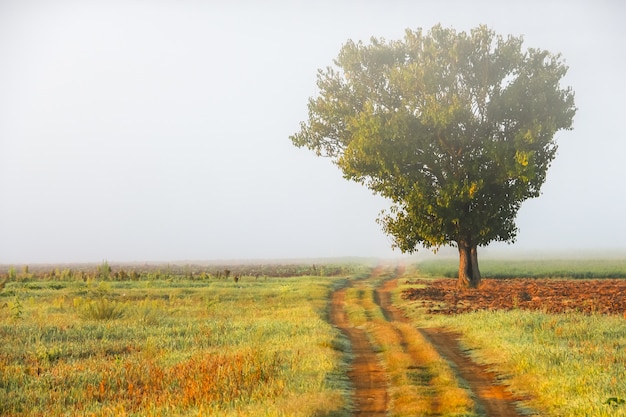 Early morning foggy landscape in Tuscany, Italy.